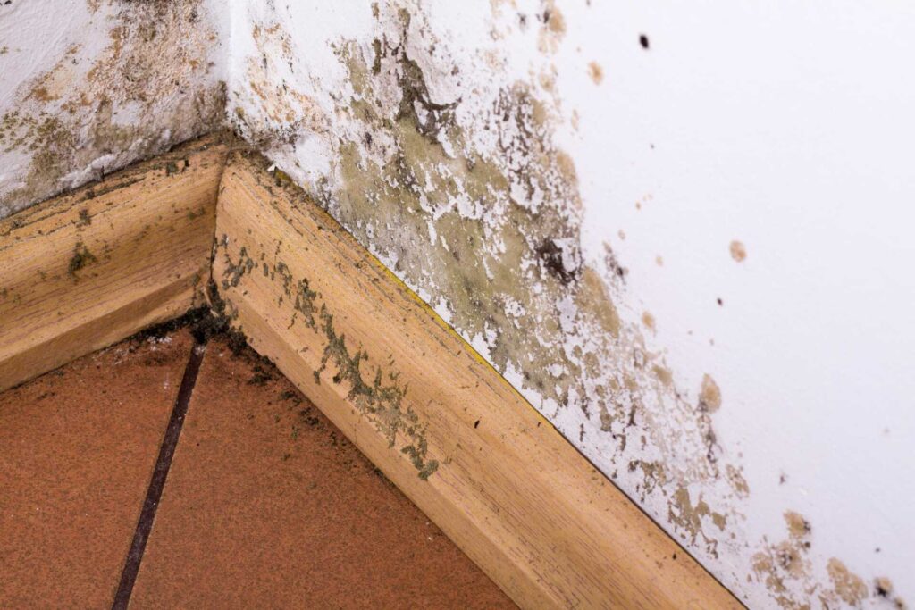 Trusted Steps for Effective Mold Remediation