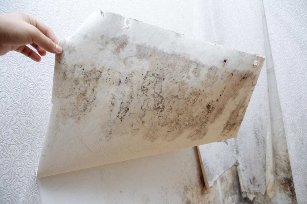 Why Choose Professional Mold Remediation Services?
