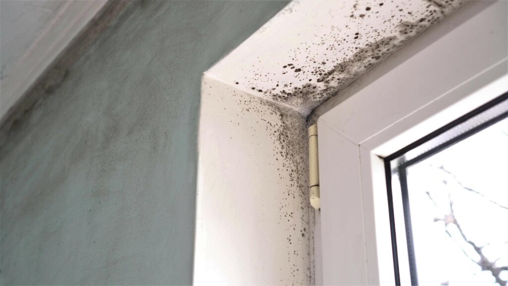 7 Steps for Professional Mold Remediation