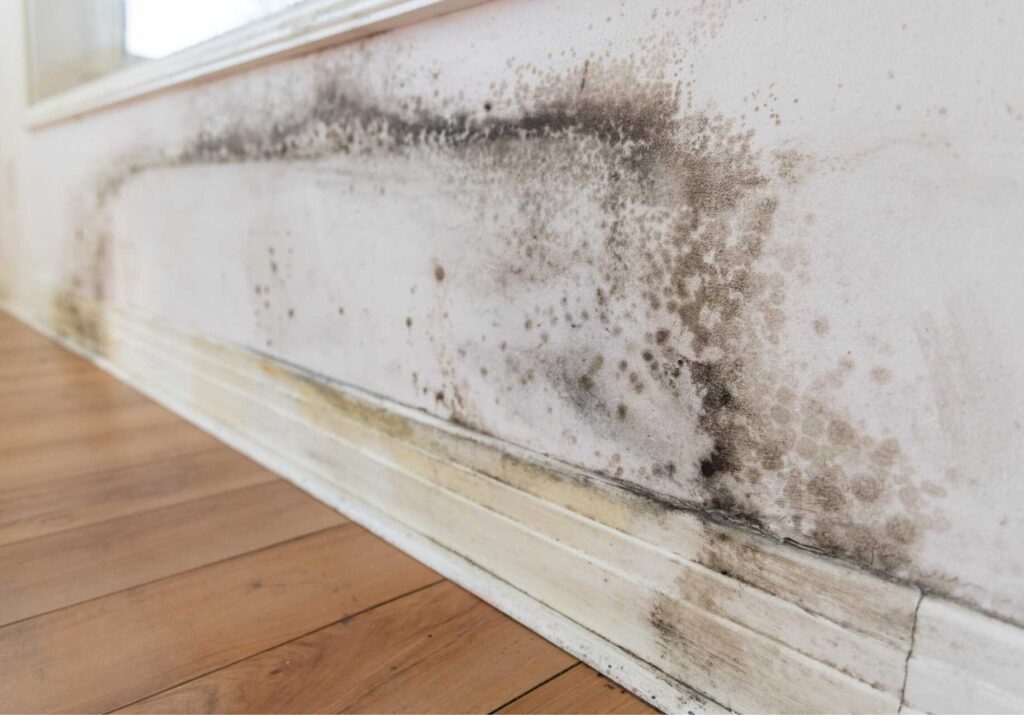 Expert Mold Remediation After Water Damage